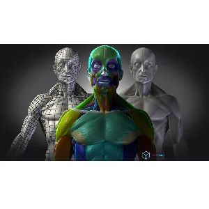 Udemy – Mastering Human Anatomy For 3D Artists 2024-5