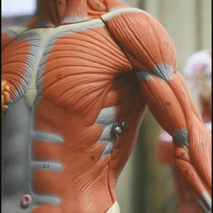 Udemy – Human Anatomy and Physiology Advanced Topics 2024-3
