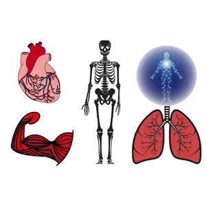 Udemy – Anatomy and Physiology Fundamentals 2023-12