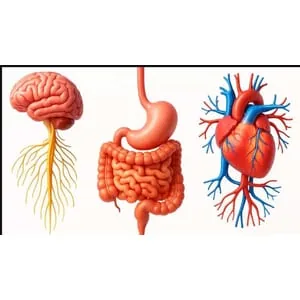 Udemy – Masters in Medical Physiology 2024-10