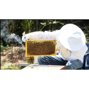 Udemy – Beginning in Beekeeping: Start Your Very First Beehive! 2025-7
