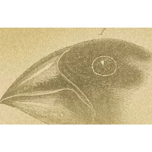 The Great Courses Plus – Theory of Evolution: A History of Controversy 2025-3