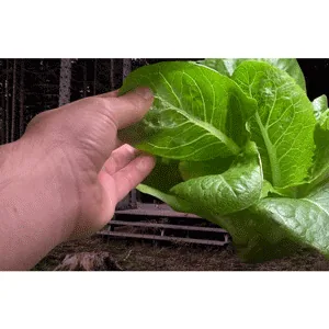 Udemy – Off-Grid Hydroponics: Passive and Solar Gardening Techniques 2024-10