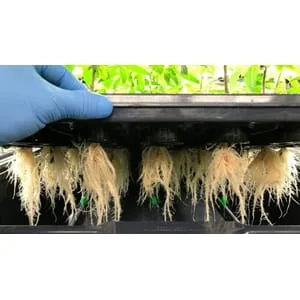 Udemy – Aeroponics Design Farming And Gardening 2023-11