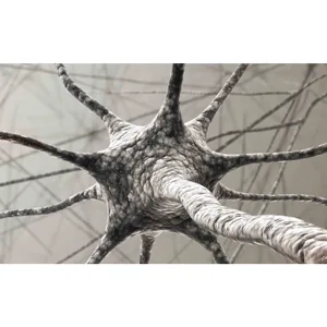 The Great Courses Plus – Understanding the Brain 2018-8